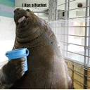 IHas ABucket