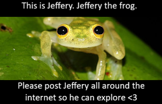 jeffery the frog